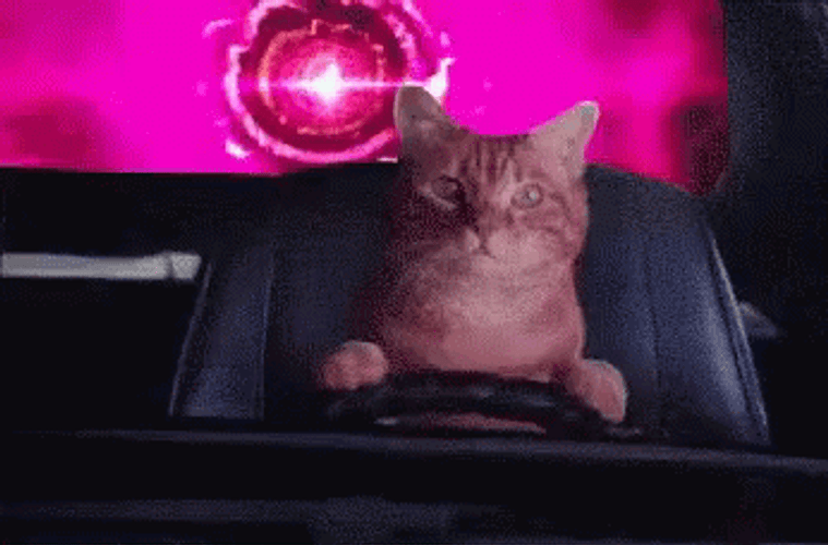Toonces The Driving Cat GIF
