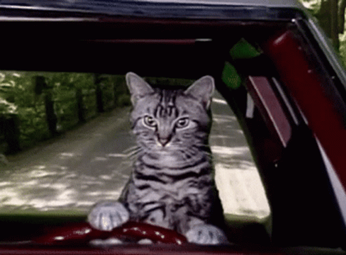 Toonces The Driving Cat GIF