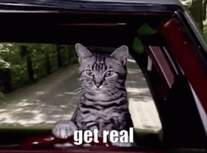 Toonces The Driving Cat GIF