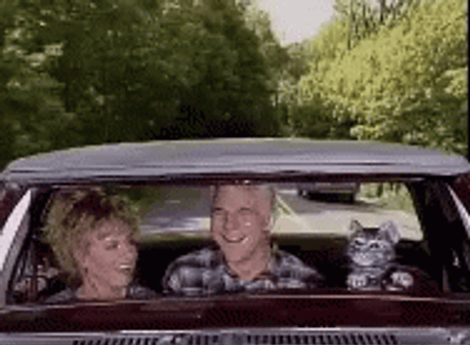 Toonces The Driving Cat GIF