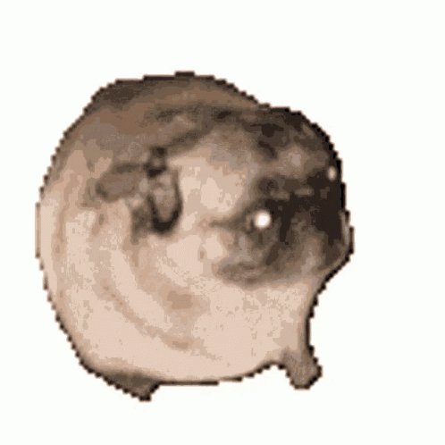 Toothless Dancing Meme Dog Pug GIF
