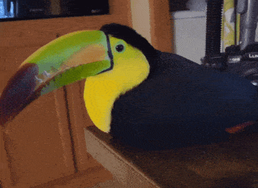 Toucan Bird Gif GIF