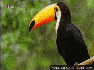 Toucan Gif GIF