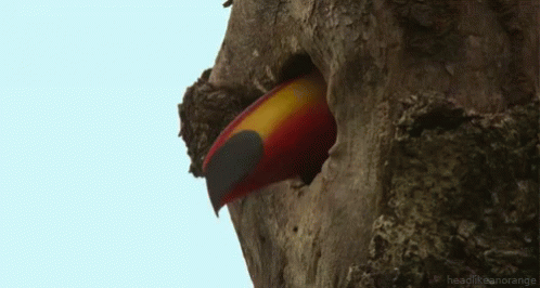 Toucan Looking Out Of Tree Hole GIF