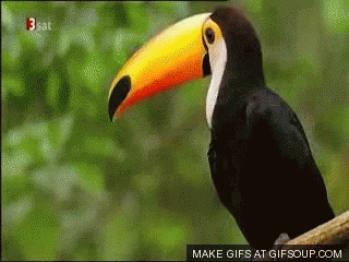 Toucan On Tree Branch With Make Gifs Button GIF