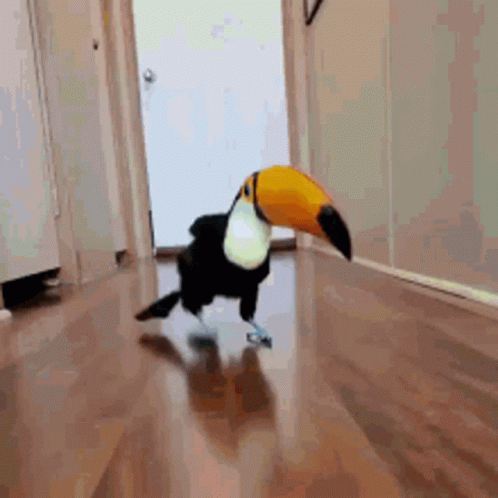 Toucan Walking Down Hallway With Large Beak