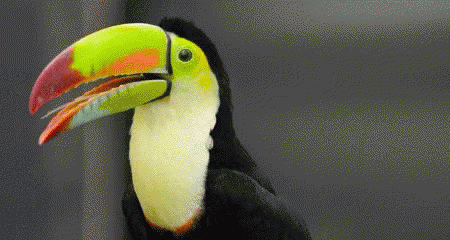 Toucan With Large Beak