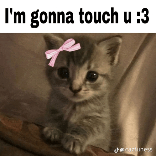 Touch Cat Meme GIF