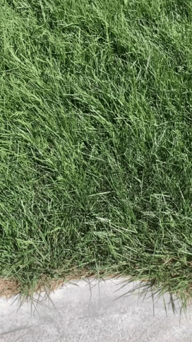 Touch Cenchrus Ciliaris Grass GIF