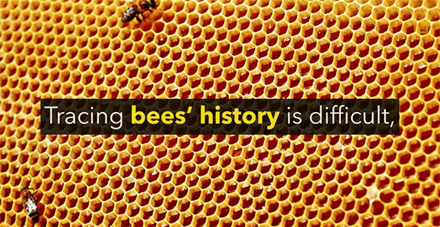 Tracing Bees History Is Difficult National Honey Bee Day Gif GIF