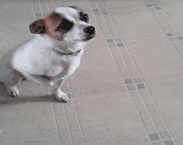 Dog Acting Training GIF