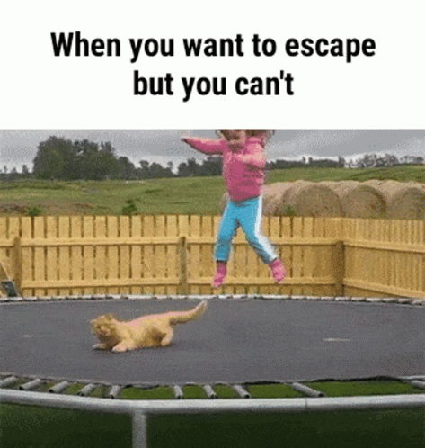Trampoline Funny Cat Escape Meme GIF