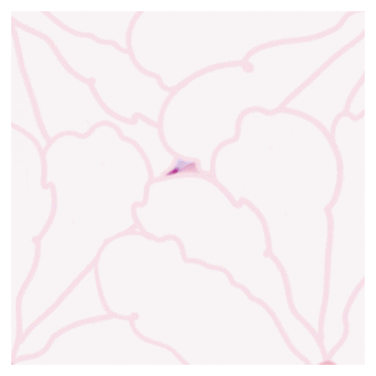 Tranny Surprise 2 Drag Queens Flower GIF