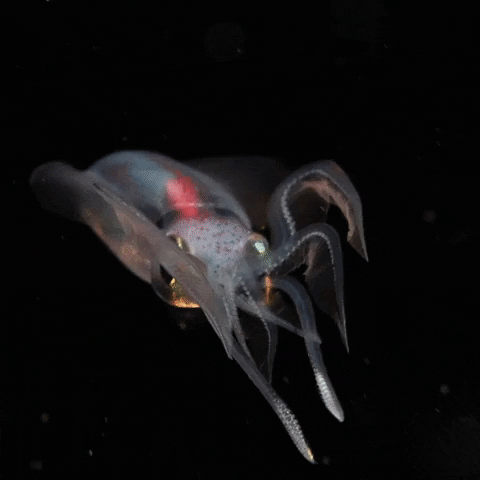 Transparent Squid Swimming GIF