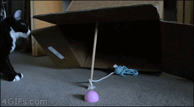 Trap The Big Black Cat GIF