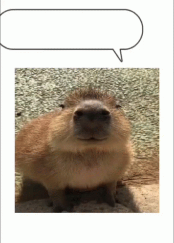 Travelling Capybara Meme GIF