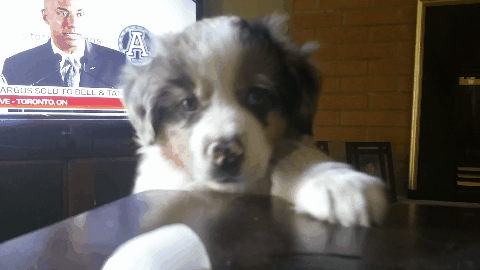 Treat Thief Puppy Jumping GIF