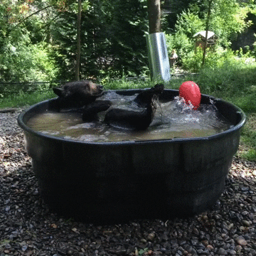 Treat Yo Self Black Bear Bath GIF