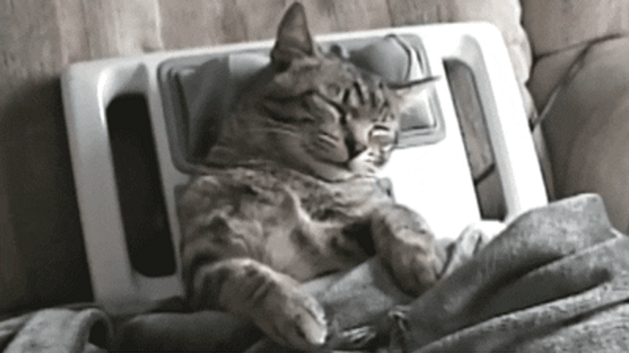Treat Yo Self Cat Head Massage GIF