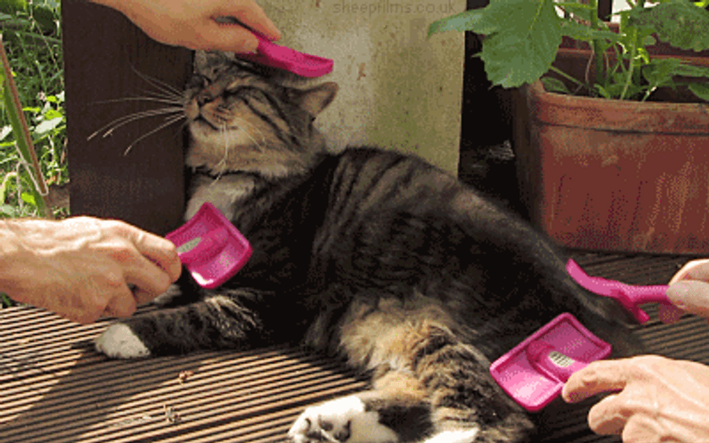 Treat Yo Self Relaxed Cat Brush GIF