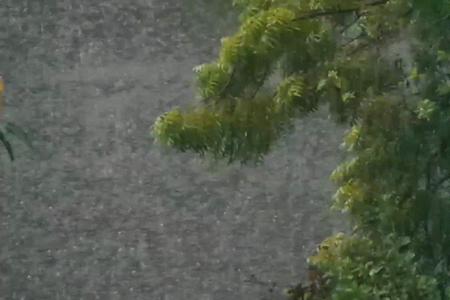 Tree Branch Hanging Over Water In Rain GIF