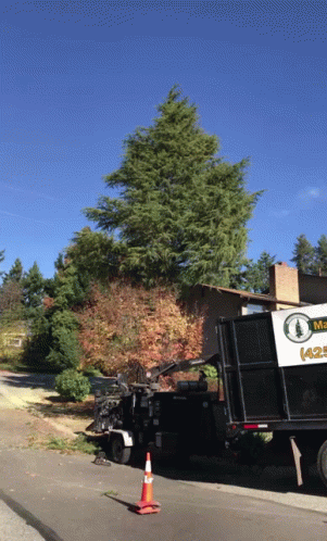 Tree Falling Inducing Pollens For Allergies GIF