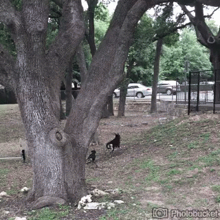 Tree in Park