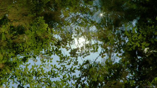 Tree Leaves Reflection On Water GIF