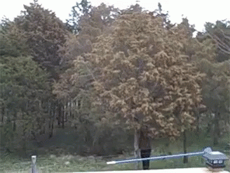 Tree Pollen Blown Allergies Cause GIF