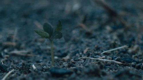 Tree Sapling Growth GIF