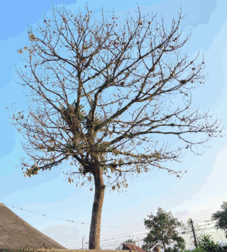 Tree Season Leaves Growth GIF