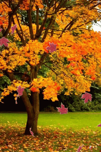 Tree With Yellow And Pink Leaves On Ground GIF