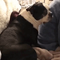 Trembling Scared Dog Ahhh Reaction GIF