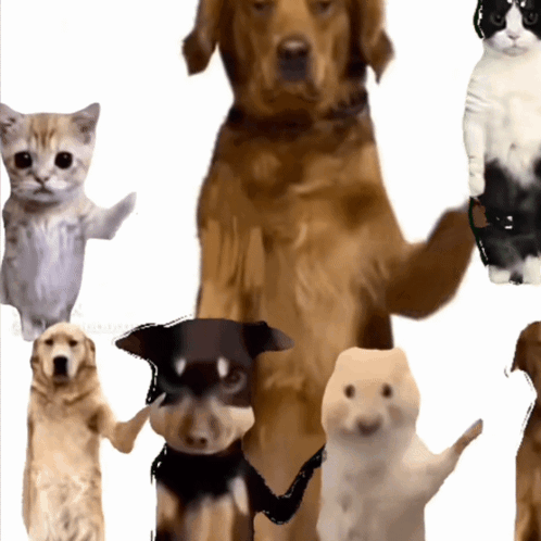 Trendy Trend Dancing Dog Meme GIF