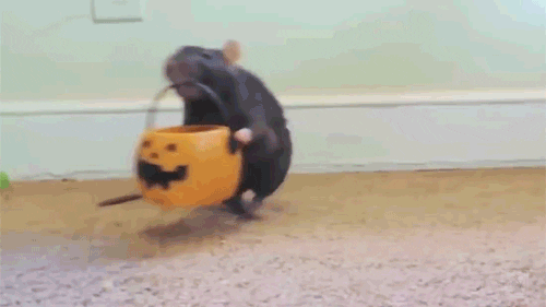 Trick Or Squeak Rat Showering GIF