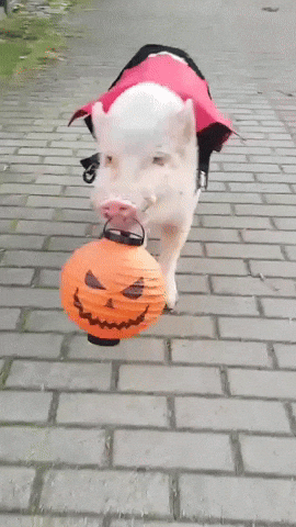 Trick Or Treat Pig In A Costume GIF