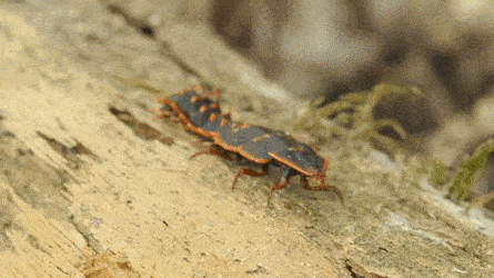 Trilobite Beetle Insect GIF