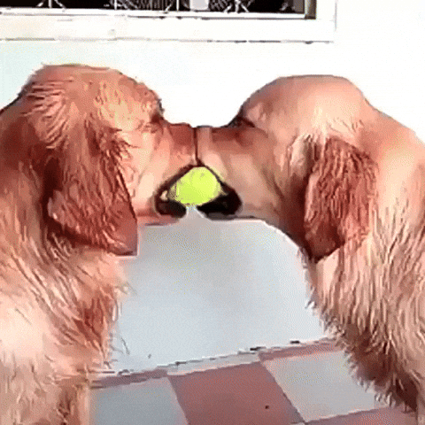 Tripe Twins Ptsd Dog GIF