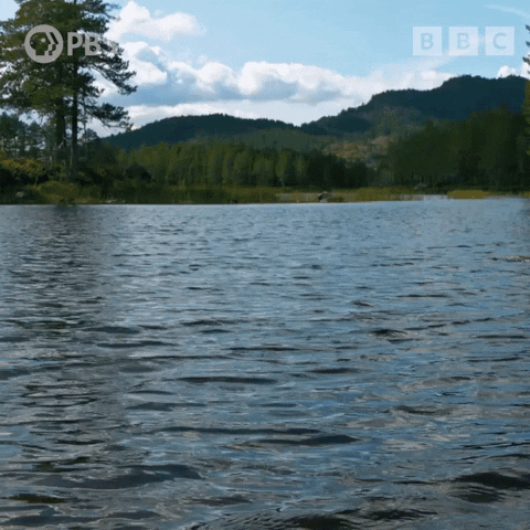 Triple Lindy Bird Fishing Sea Dive GIF