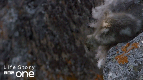 Triple Lindy Death Defying Duckling Dive GIF