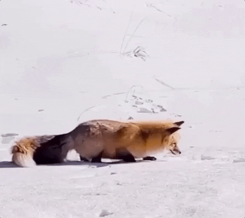 Triple Lindy Snow Dive Hungry Fox GIF