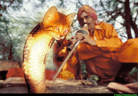 Tripping Cat Head Cobra Dancing GIF