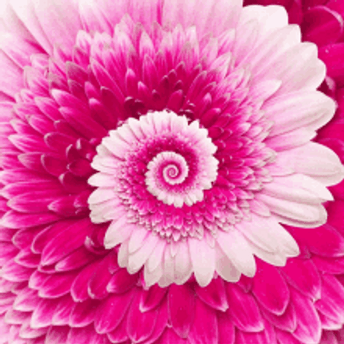 Trippy Blooming Barberton Daisy Flower GIF
