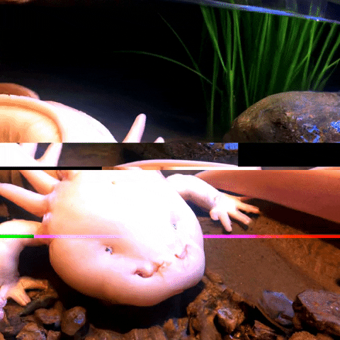 Trippy Not Moving Axolotl Meme GIF