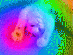 Trippy Rainbow Cat Kneading On Air GIF