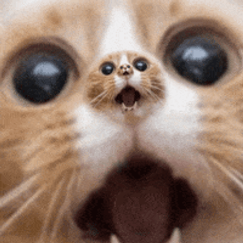 Trippy Zooming Cat Omg Reaction GIF