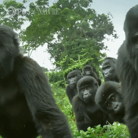 Troop Group Of Gorillas GIF