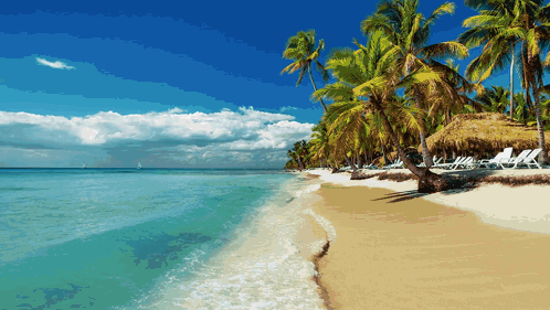 Tropical Beach With Palm Trees And Chairs GIF