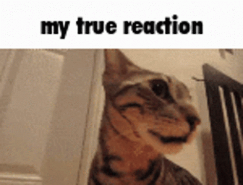 True Reaction Surprise Cat Meme GIF