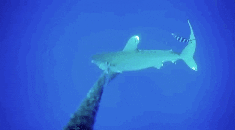 Trying To Escape Dancing Shark GIF